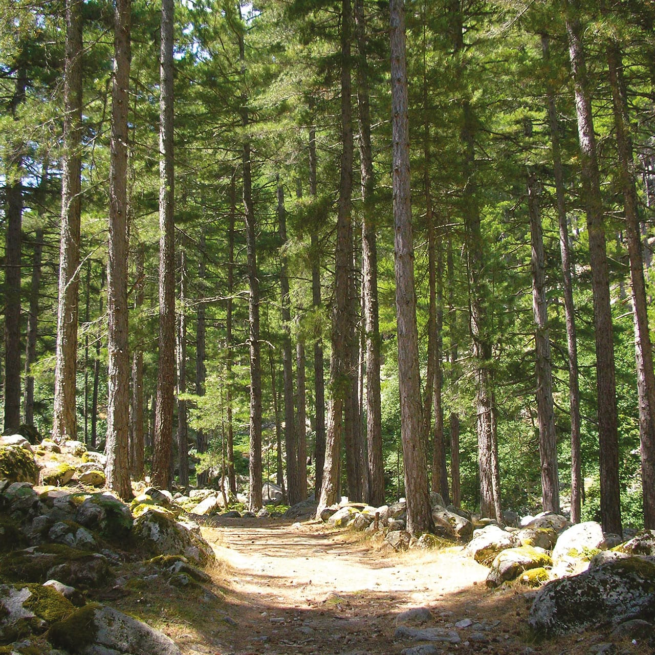 Forêt de l'Ospedale